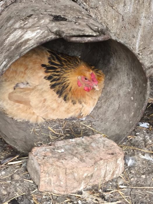 Продам клушки Брамы