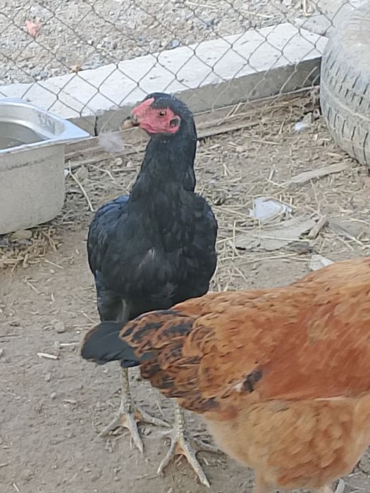 Баитцовка продам