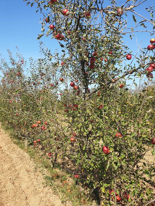 SUC de MERE BIO 100%