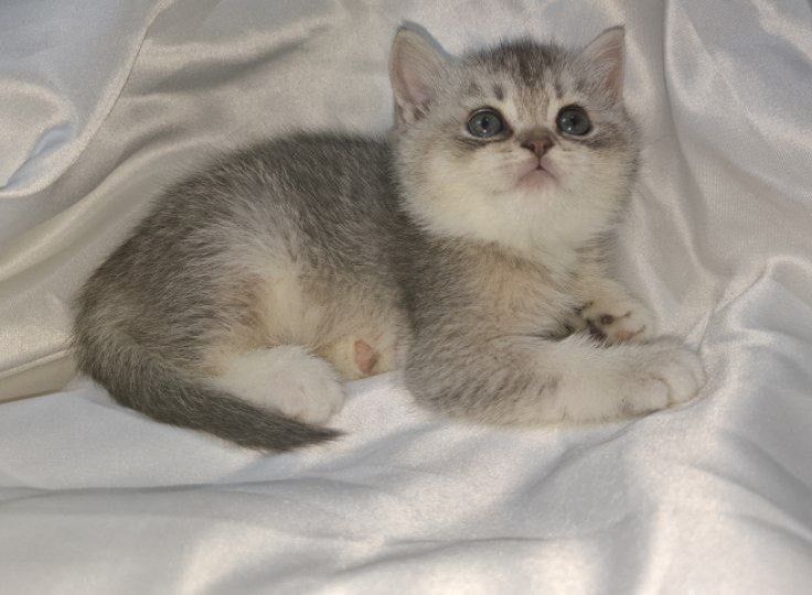 продяется котята в хорошие руки