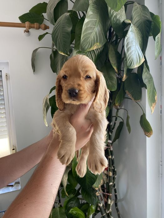 Cocker Spaniel fetita