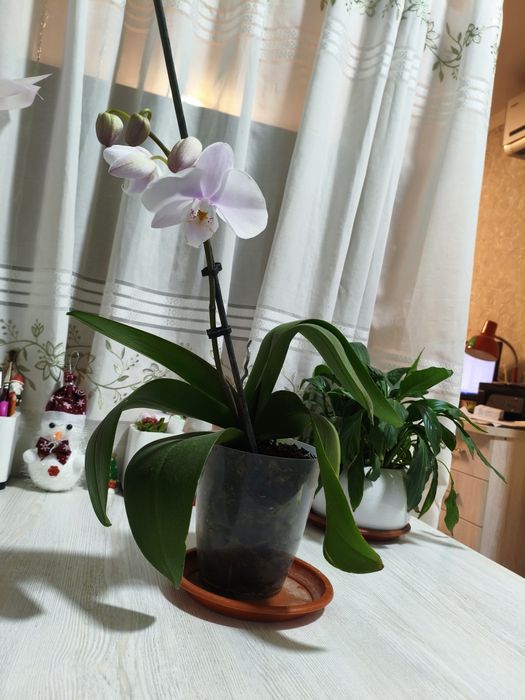 Цветущая орхидея
