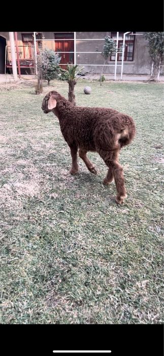 Qozichoqla sotiladi egzaklar