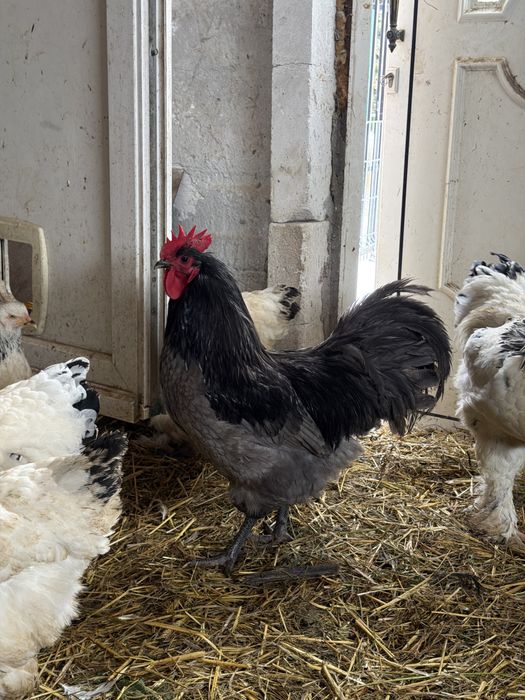 Vand 6 cocosi Australorp Negrii și 2 Albaștrii