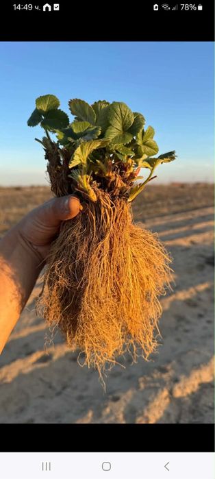 Здравей те Продавам расад ягоди и малини