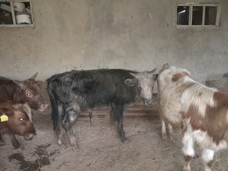 Жемде тұрған бұқалар