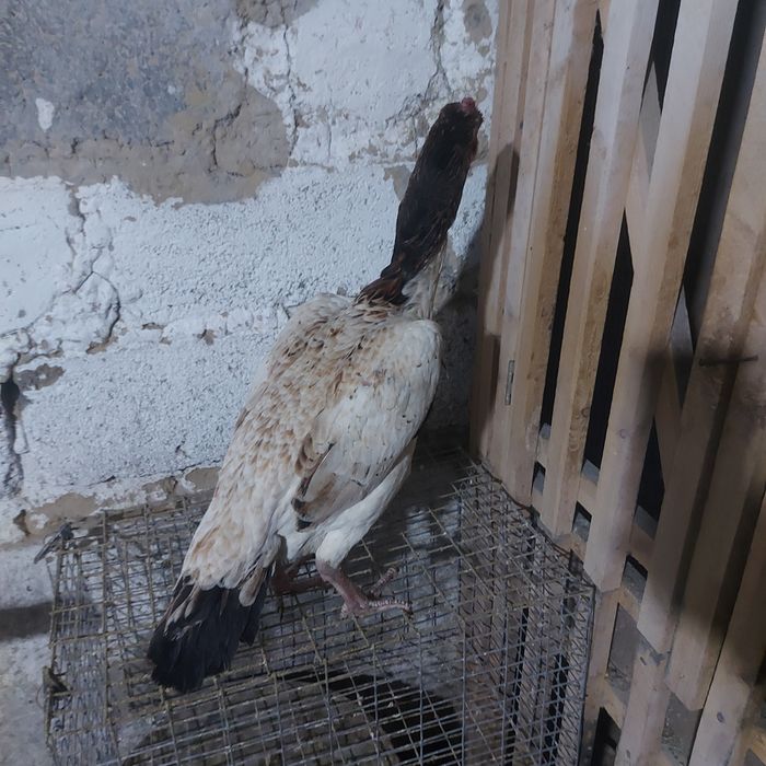 Шамо микс Корейц 2год беланошка