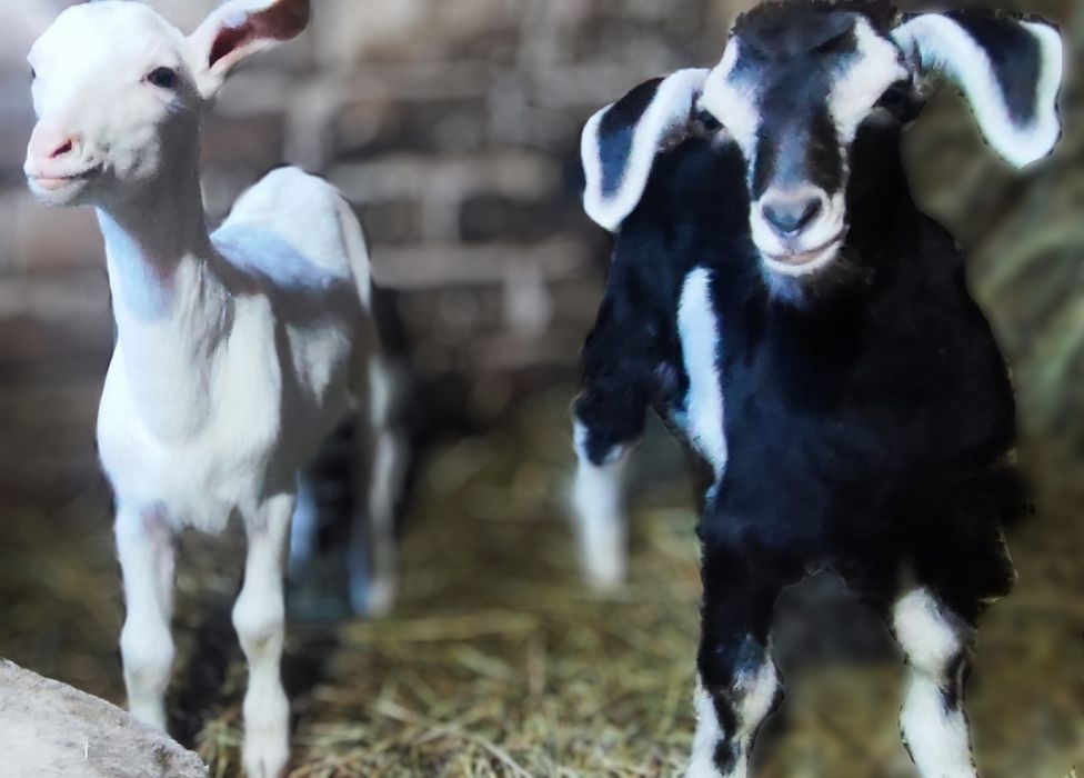 Продаются козлята