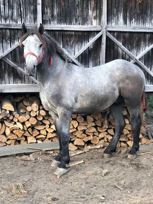 De vânzare armăsar de 2 ani jumate