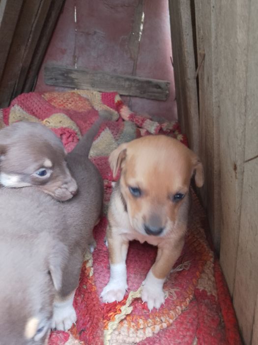 Подарявам кученца майка пинчер баща неизвестен