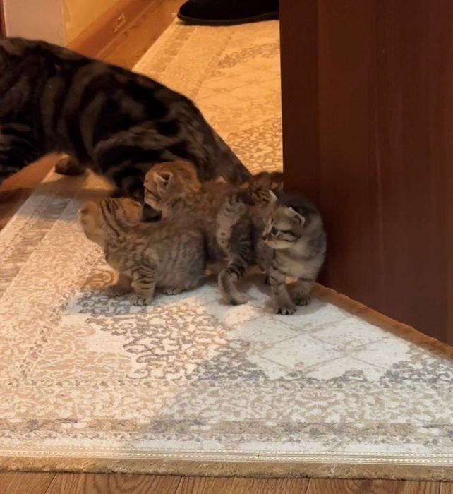Продаются породистые котята