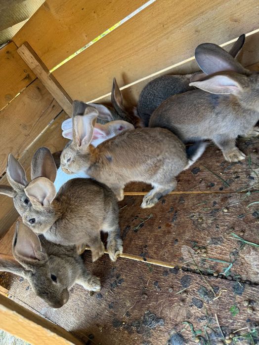 Iepuri uriași german