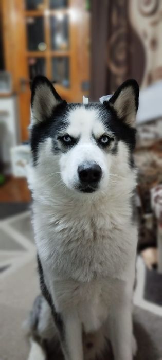Хаски , 4,5 года , нужно свести