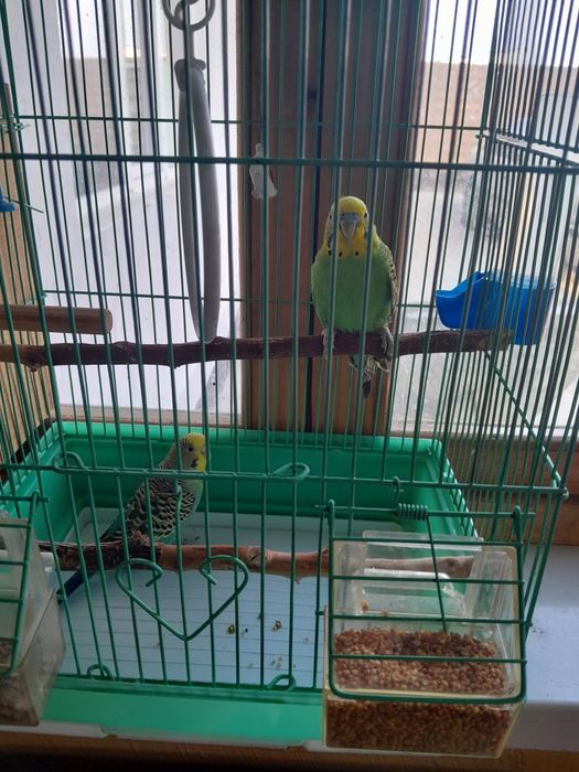 Продам два волнистых попугая