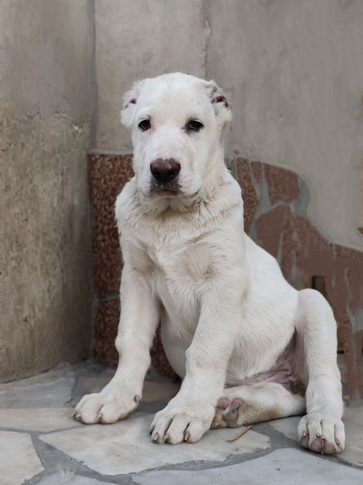 Щенки порода Алабай (возраст 2.5)