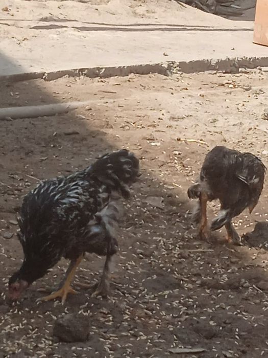 Birama juja sotiladi