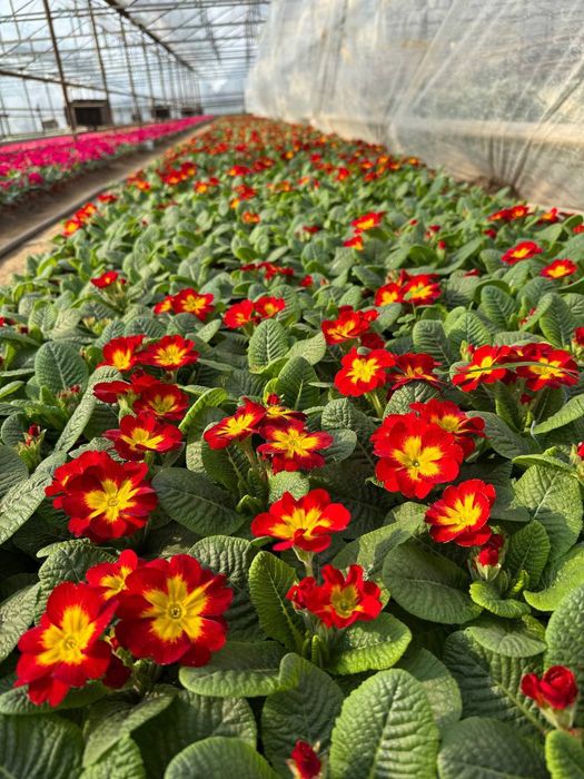 Siklamen Primula Geran gullari sotiladi