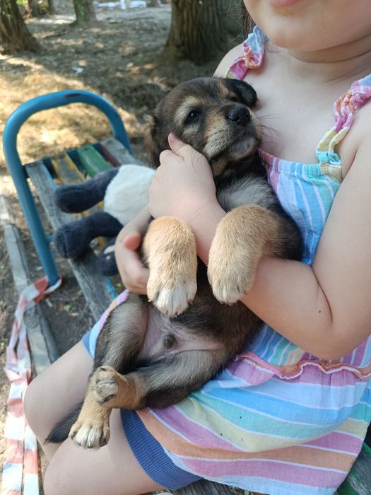 Щенки дворняги. Звонки