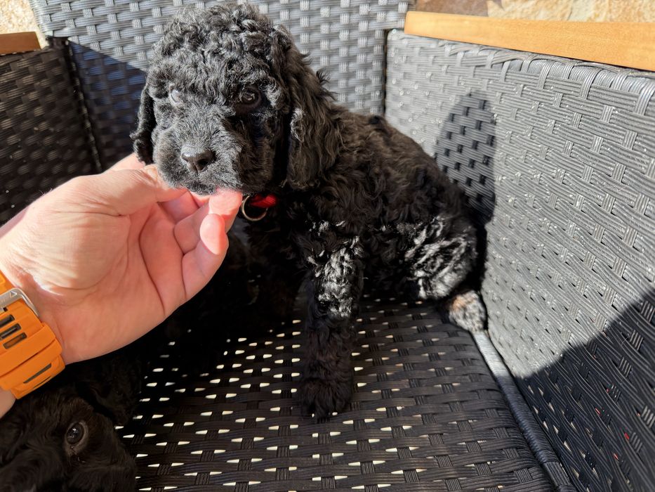 Мини пудели Актуално от 22.12.2025