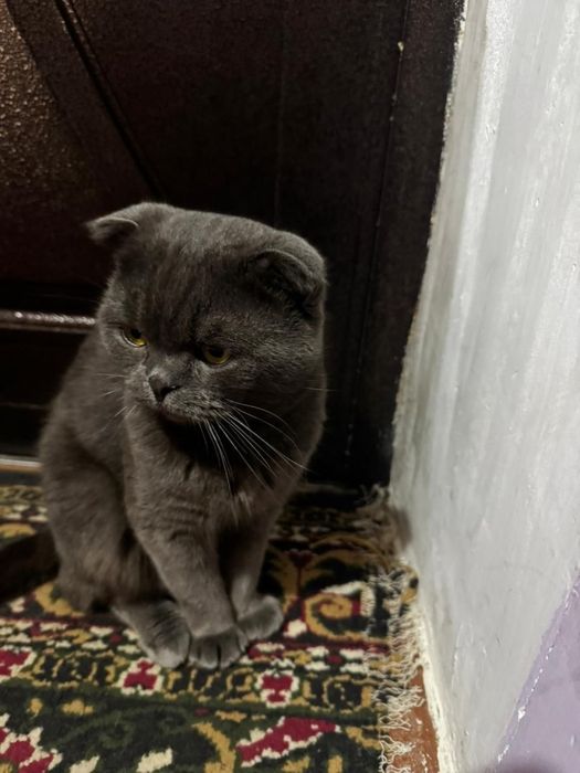 Sotiladi Skoch strayt erkak