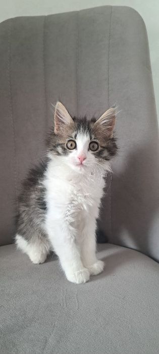 Кошечка отдам даром