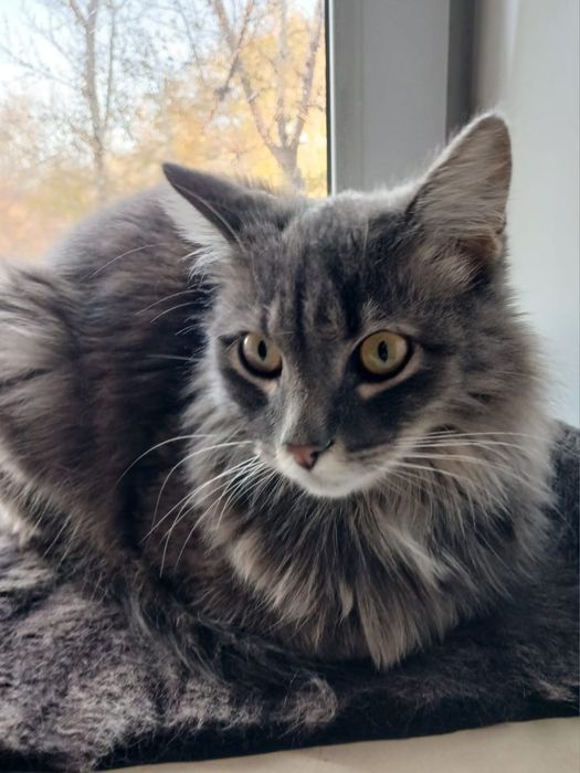 Кошка!Срочно!     !