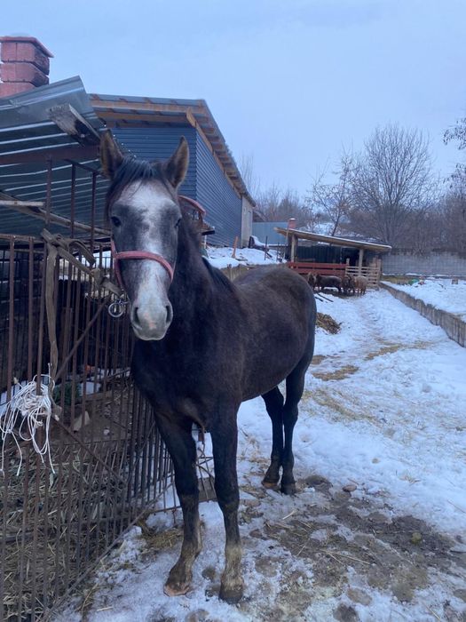 мінгі тай сатымда 1,5жасар