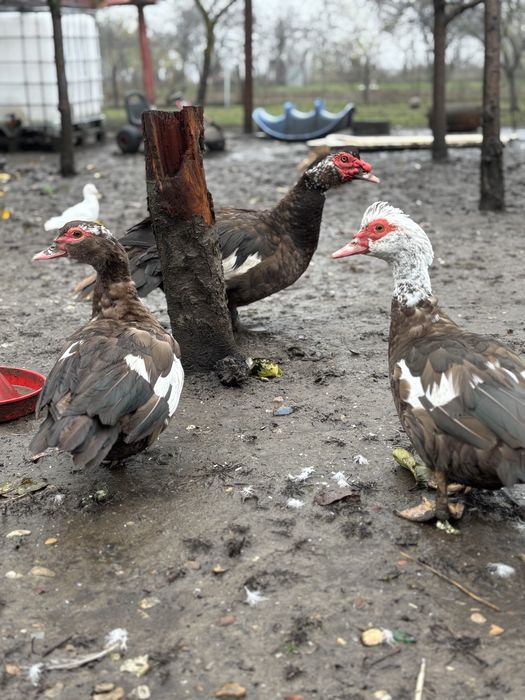 Familie rate lesesti ciocolatii