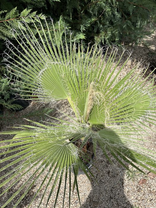 Palmier Washingtonia
