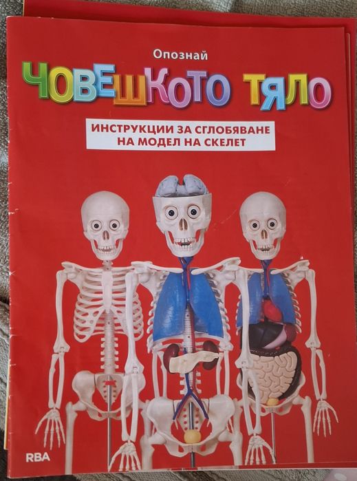 Скелет човешкото тяло и модел хранисмилателна система