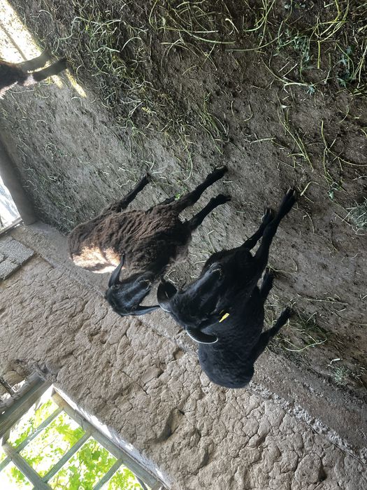 Баран 2 еркек 1 ұрғашы