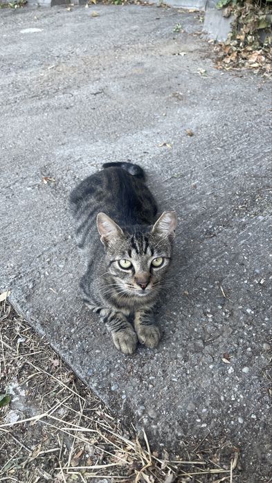 Pui de pisicuta sterilizat