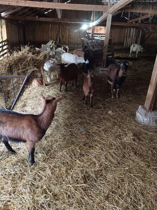 Vand sau schimb capre