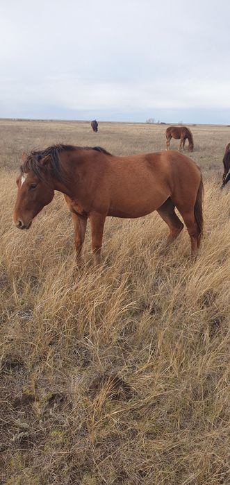Байтал сатылады!