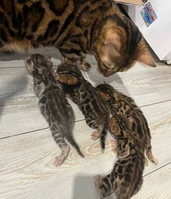 Бенгальские котята Высокопородные