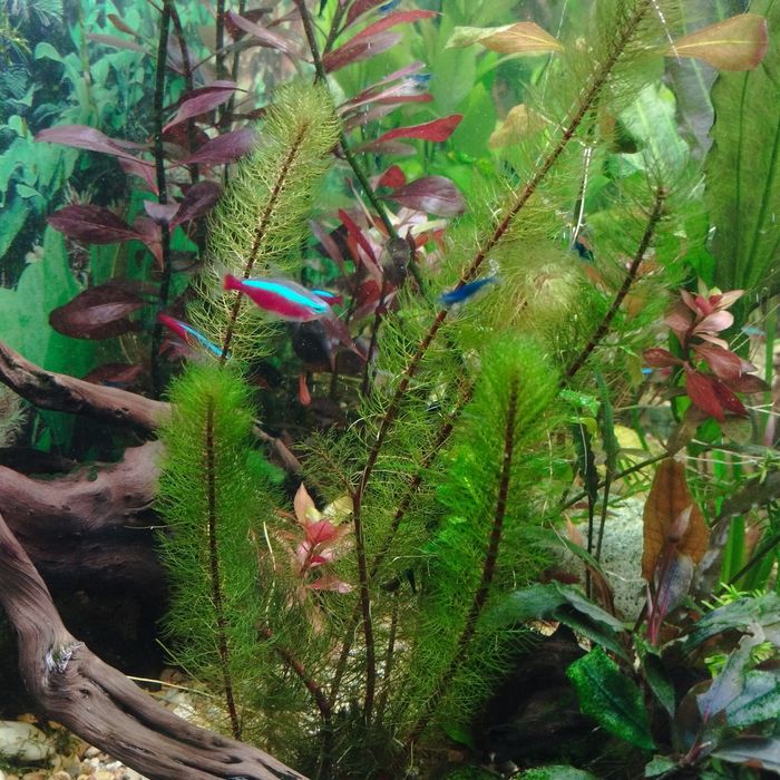 перистолистник, аквариумное растение