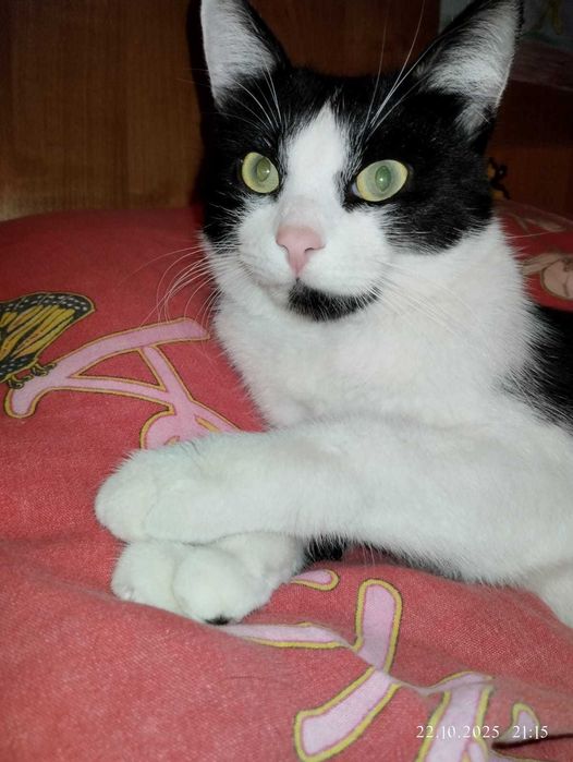 Реальный парень в добрые руки