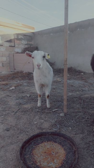 2 лақ сатылады пысық екеуі 69000