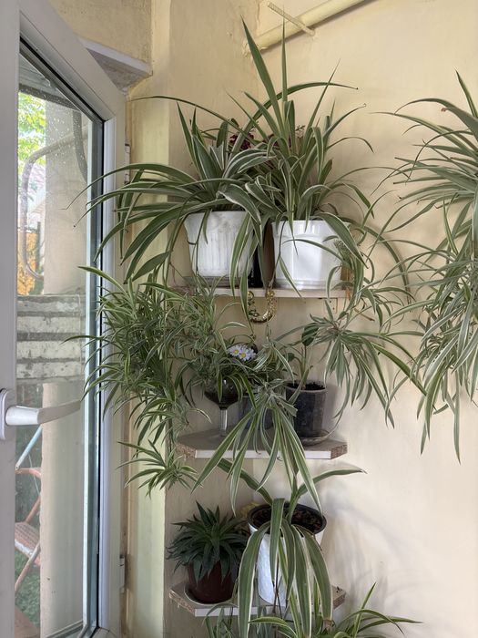 Хлорофитумы и другие цветы