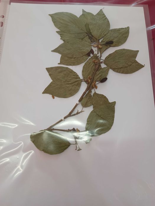 Хербарий ( за ученици и студенти)