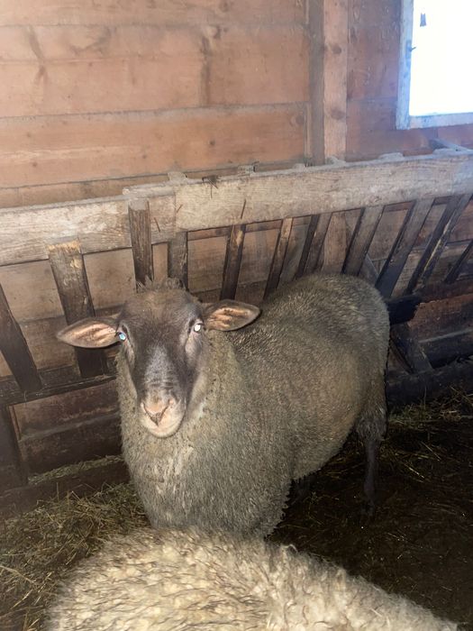 Vând berbec de carne