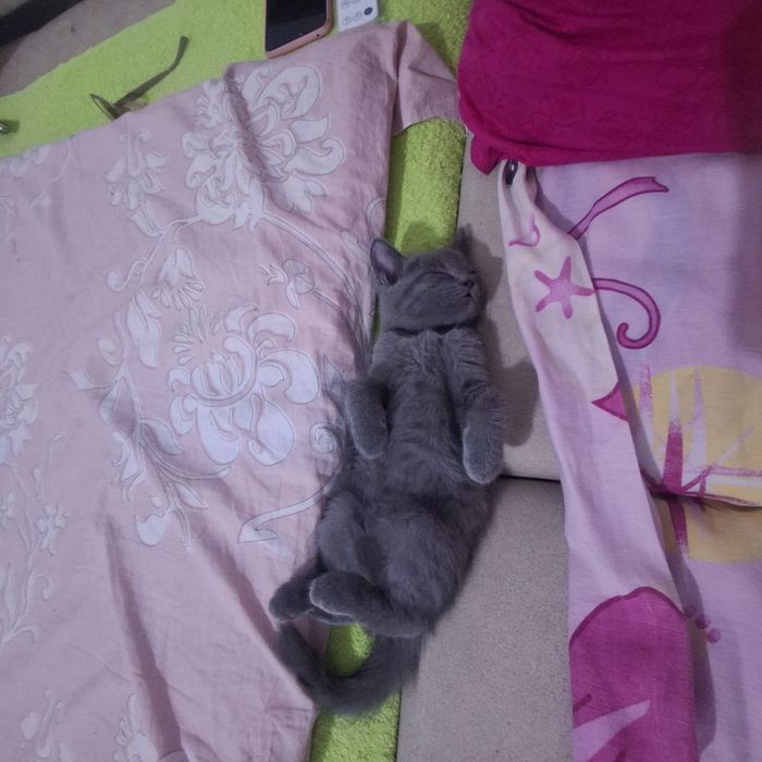 Бесплатно котята