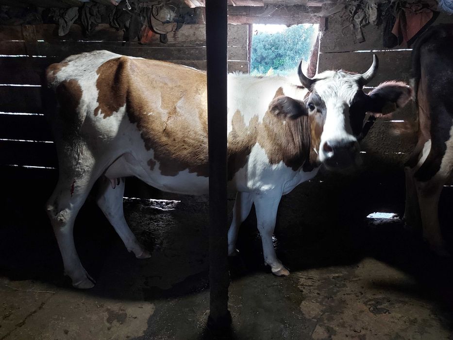 Vaci si vitei de vanzare