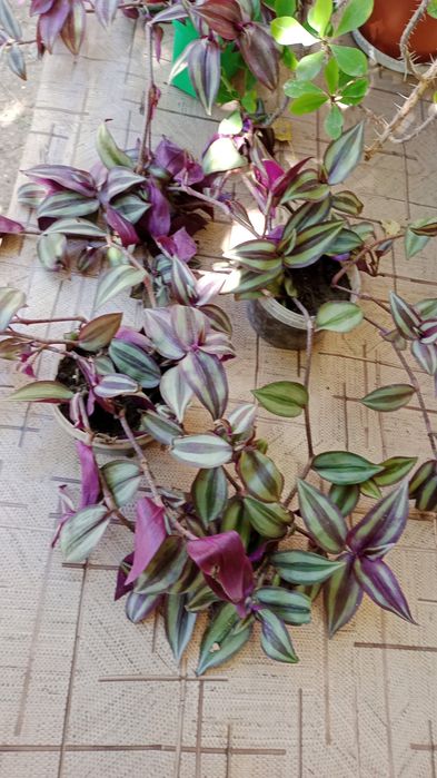 Продам домашнии цветы все цветут