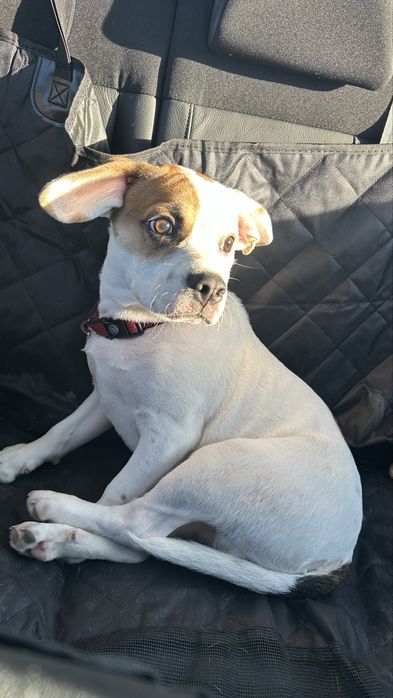 Donez cățel– 7 luni, vaccinat și microcipat