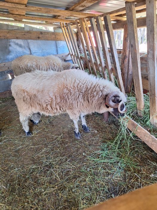 Berbeci de vanzare .