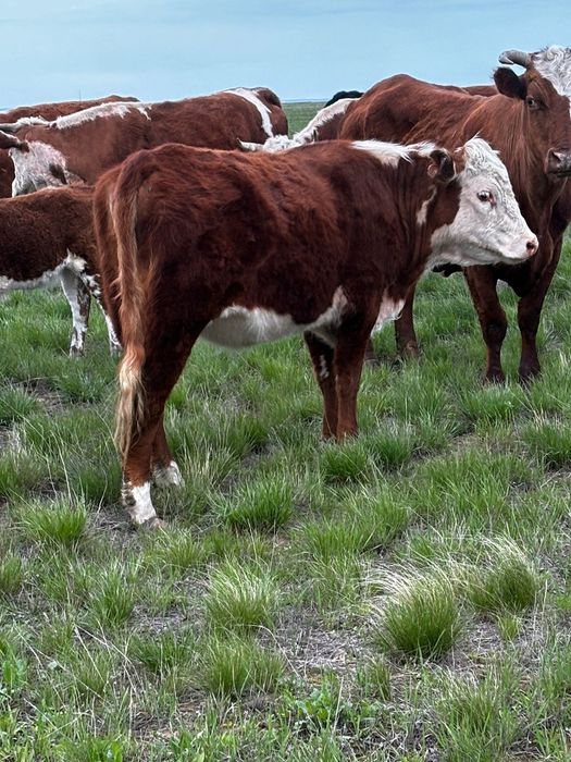 Продам тёлку (кашар)