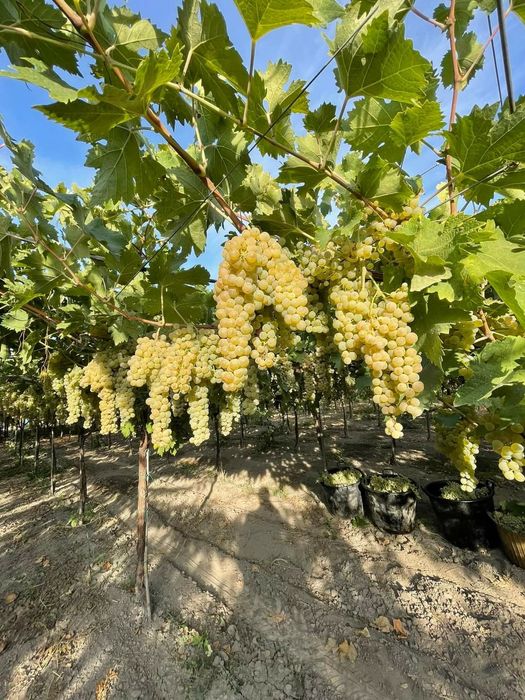 Butasi vita de vie nealtoita hibrid