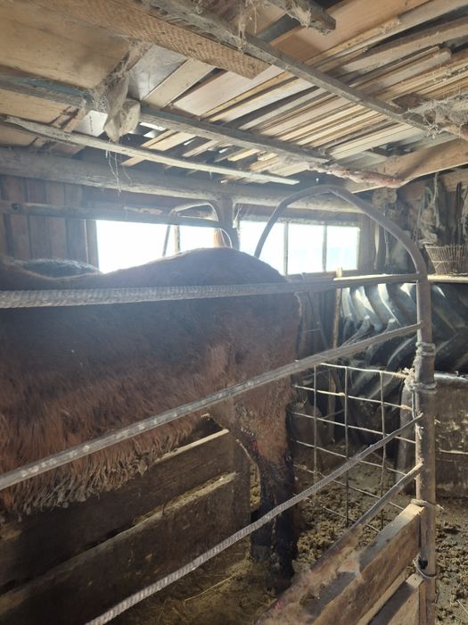 Продам на выбор 2 лошади