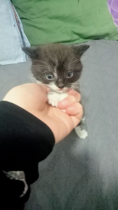 Котенок мальчик)